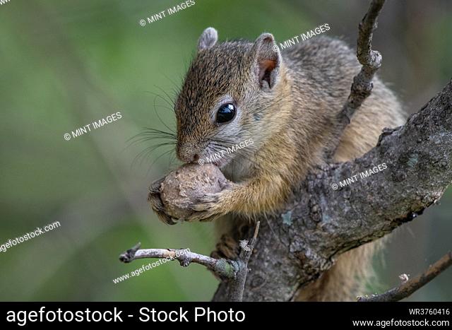 A tree squirrel, Paraxerus cepapi, holds a seed