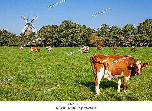 Pasture, windmill by Spetzerfehn, East Frisia, Lower Saxony, Germany