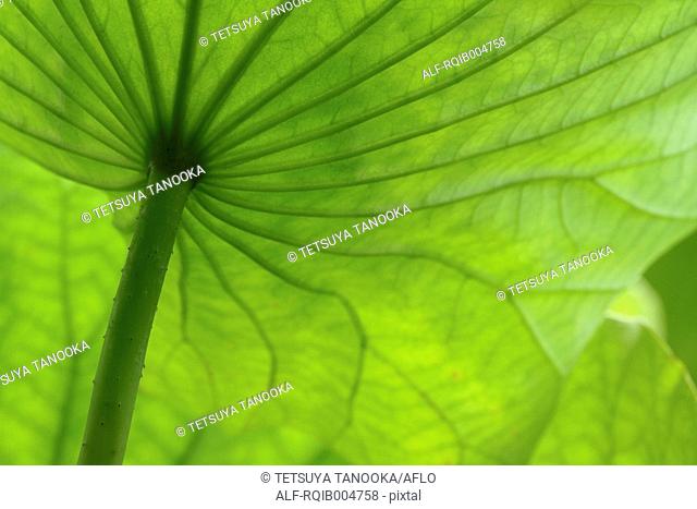 Lotus leaf