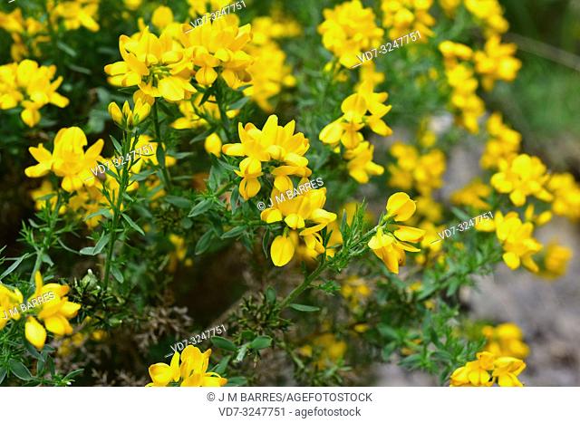 Spanish broom or spanish gorse (Genista hispanica) is a spiny shrub native to northern Spain and southern France. This photo was taken in Burgos province