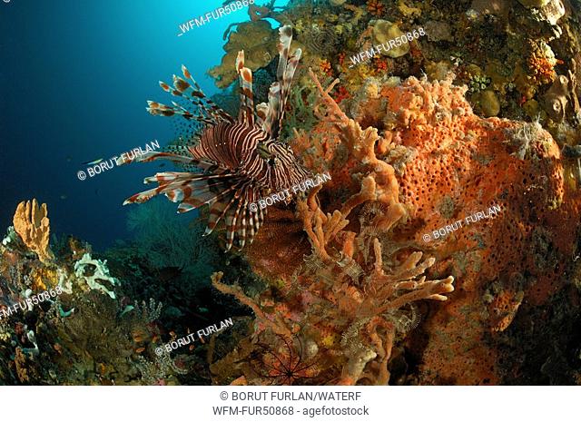 Lionfish at Coral Reef, Pterois volitans, Alor, Lesser Sunda Islands, Indo-Pacific, Indonesia