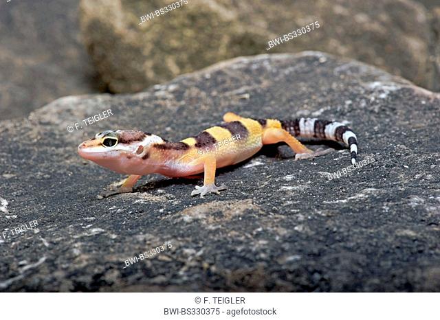 Leopard gecko (Eublepharis macularius), wild form, young Leopard gecko