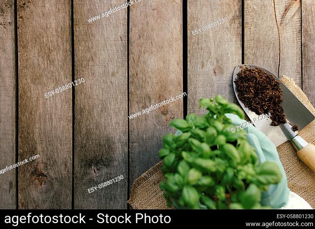 Gardening hobby concept. Hands holding eco pot with green plant, shovel on wooden background. High quality photo