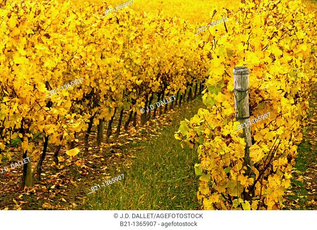 France-Midi Pyrenées-Gers- 'Domaine de Joÿ' wines and Armagnac Estate, at Panjas Autumn