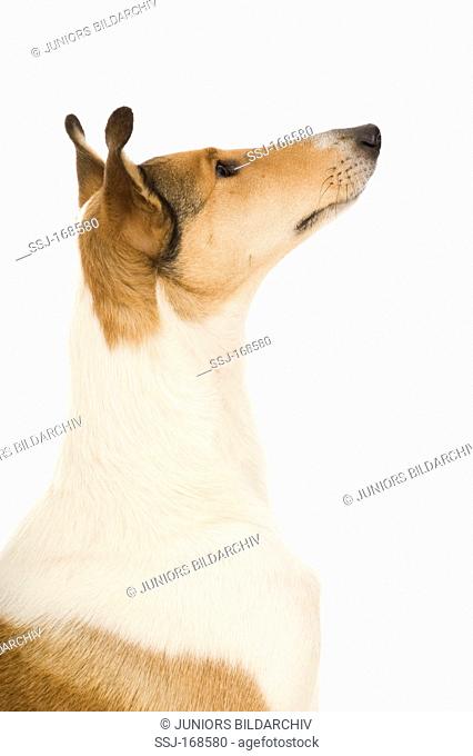 Smooth Collie, portrait of adult. Studio picture against a white background