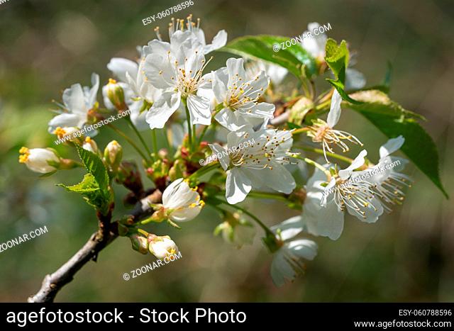 Sweet cherry (Prunus avium), close up of the flower head