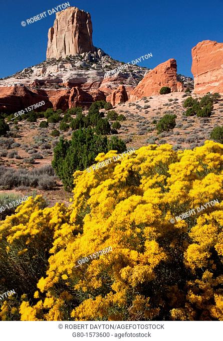 During the summer wildflowers bloom in the red rock country of Arizona