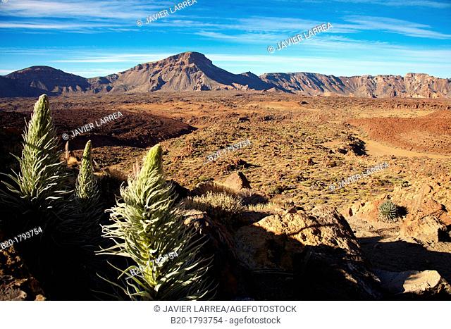 Echium wildpretii, Tajinaste rojo, Las Cañadas, El Teide National Park, Tenerife, Canary Island, Spain