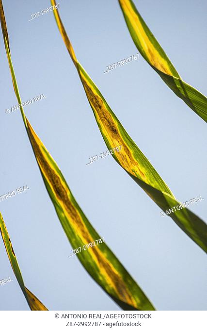Reed leaves (Phragmites australis). Almansa. Albacete province. Spain