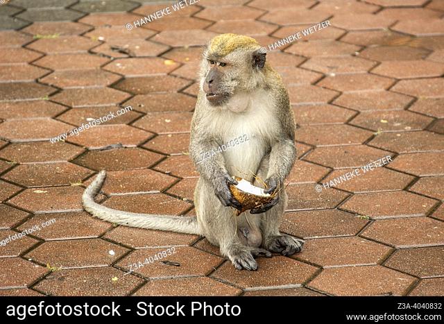 Wild monkey eating a coconut in Malaysia, Asia