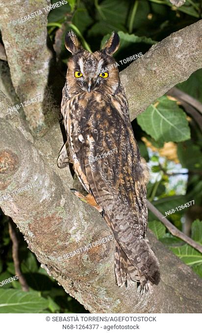 Long-eared Owl on a tree, Majorca, Spain