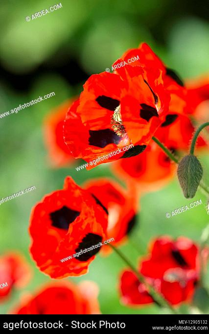 Ladybird Poppy - Norfolk UK