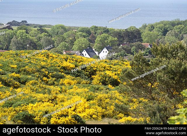 07 June 2020, Mecklenburg-Western Pomerania, Hiddensee: An impressive natural spectacle is currently taking place on the island of Hiddensee