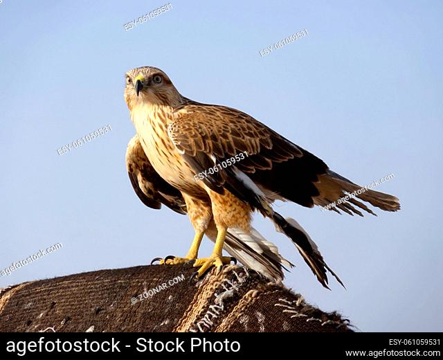 the tamed falcons for hunting