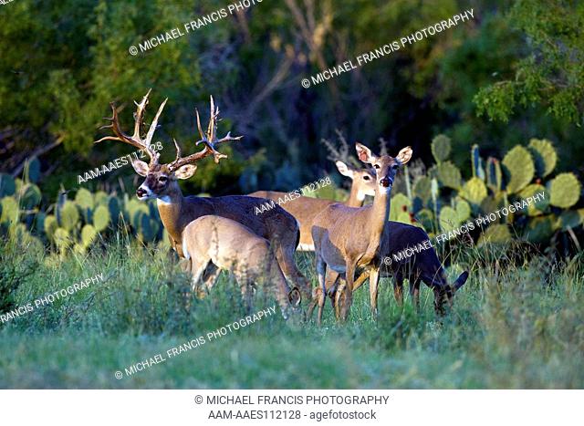 White-tailed Deer (Odocoileus virginianus) alert nontypical buck in cactus habitat during fall with does Santa Margarita Ranch, Cotulla, Texas