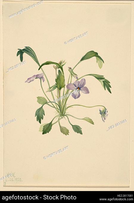 Southern Bird's Foot Violet (Viola digitata), 1922. Creator: Mary Vaux Walcott