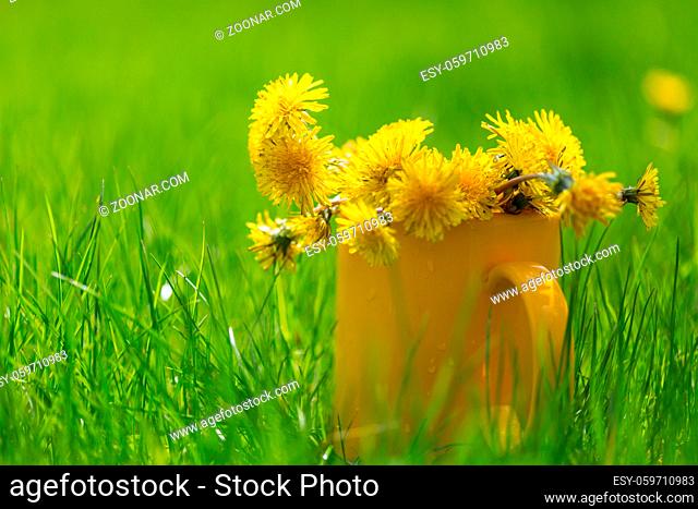 Blowball in Spring sunny meadow. Natural summer background