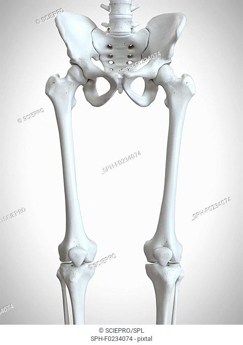 Illustration of the upper leg bones