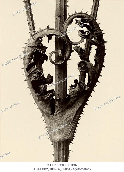 Dipsacus laciniatus; Karl Blossfeldt (German, 1865 - 1932); Berlin, Germany; 1928; Gelatin silver print; 25.9 × 19.8 cm (10 3, 16 × 7 13, 16 in.)