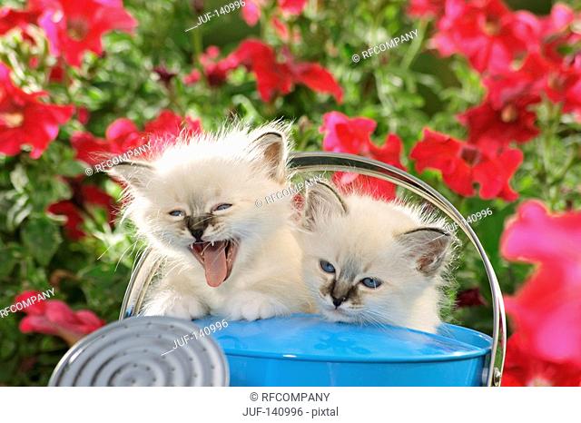 Sacred cat of Burma - two kittens in watering can