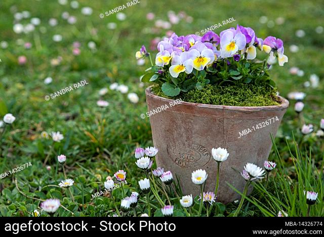 Horned violet (Viola cornuta) in a pot, flowers in delicate purple and yellow, meadow with daisies