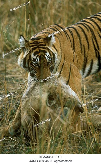 Tiger (Panthera tigris) Ranthambor, India