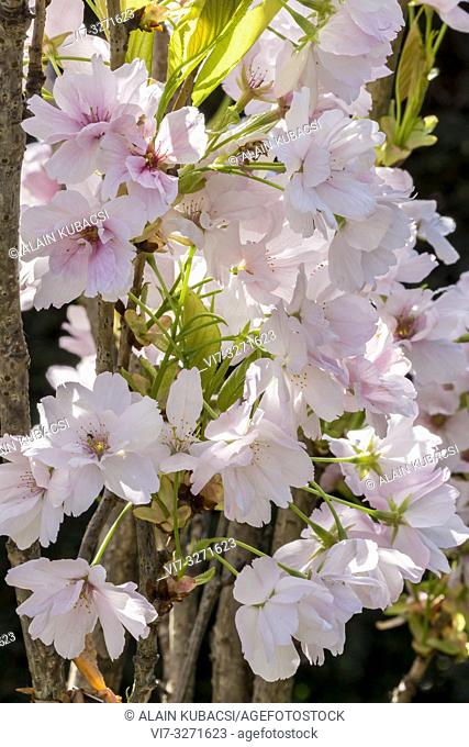 Japanese cherry tree / Prunus serrulata 'Amanogawa'