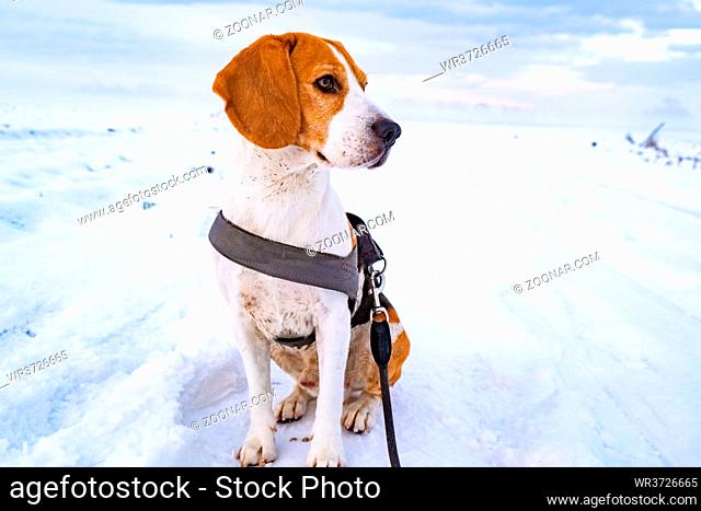 Beautiful dog sits on snowy road on leash. Copy space background