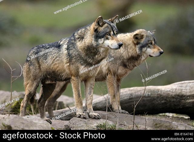 European wolf two gray wolves (Canis lupus) standing on a rock, captive