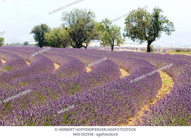 Blooming Lavender Field (Lavendula angustifolia)