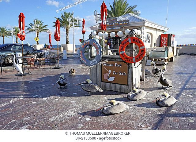 Feeding pelicans for payment, The Pier, Saint Petersburg, Florida, United States, USA