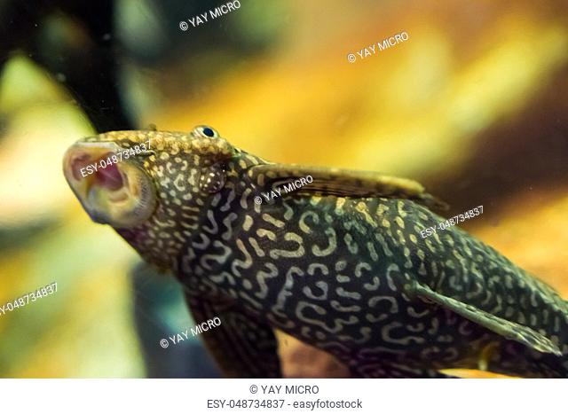 funny bottom dweller suckermouth catfish with tiger pattern sucking with open mouth tropical aquarium fish pet