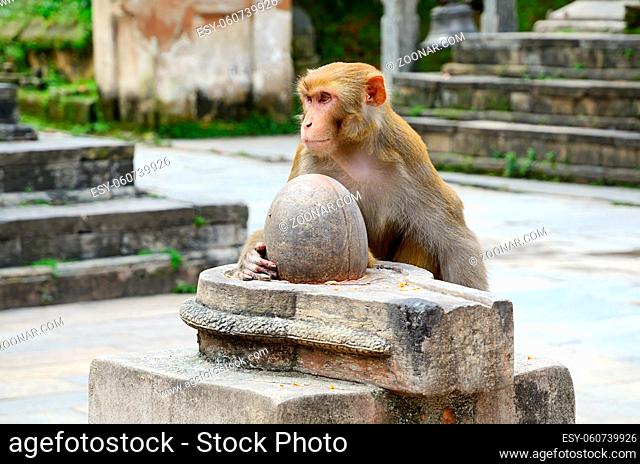 Wild macaque sitting on the top of stone Shiva lingam in old Hindu temple ruins