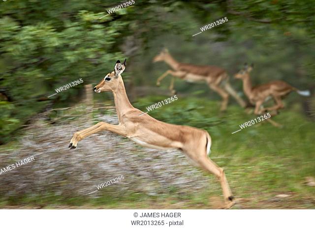 Female impala (Aepyceros melampus) running, Kruger National Park, South Africa, Africa