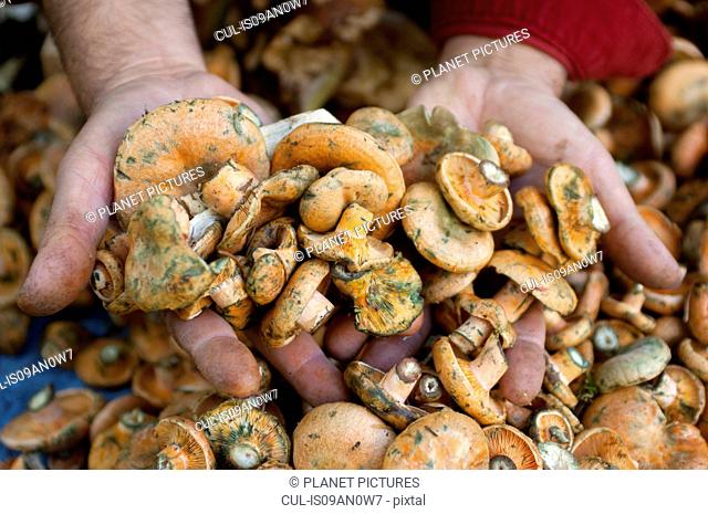 Womans hands holding fresh wild mushrooms on market stall, Provence, France