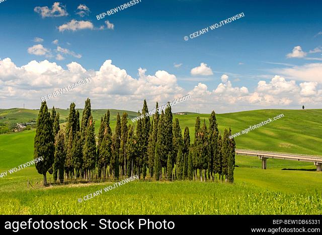 Group of Cypresses in cornfield, San Quirico d'Orcia, Val d'Orcia, Tuscany, Italy