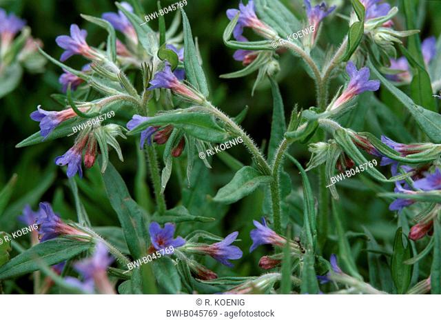 purple gromwell (Lithospermum purpurocaeruleum, Buglossoides purpurocaeruleum, Lithospermum purpureocaeruleum, Buglossoides purpureocaeruleum), blooming
