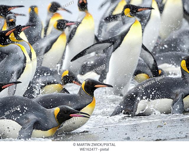 King Penguin (Aptenodytes patagonicus) on the island of South Georgia, the rookery on Salisbury Plain in the Bay of Isles. Adults coming ashore