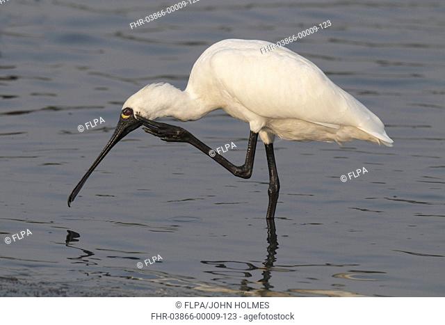 Black-faced Spoonbill Platalea minor adult, scratching head with foot, standing in shallow water, Nam Sang Wai, Hong Kong, China, november