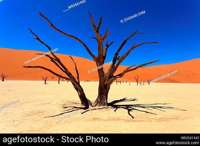 Das Dead Vlei im Namib-Naukluft Nationalpark in Namibia