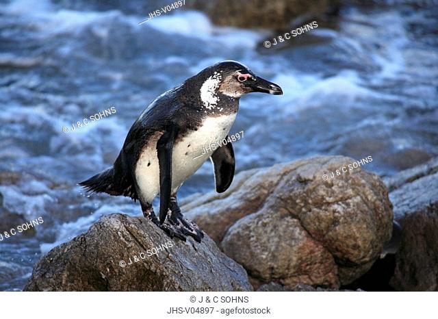 Jackass Penguin, Spheniscus demersus, Betty's Bay, South Africa, Africa, adult on rock in surge