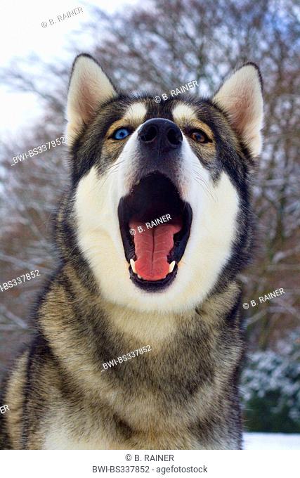 mixed breed dog (Canis lupus f. familiaris), Husky-Malamute-mixed breed yawning