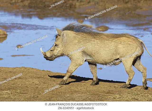 Common warthog (Phacochoerus africanus), adult male, walking at a waterhole, Addo Elephant National Park, Eastern Cape, South Africa, Africa