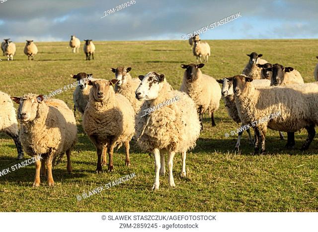 Sheep in South Downs National Park near Brighton, East Sussex, England