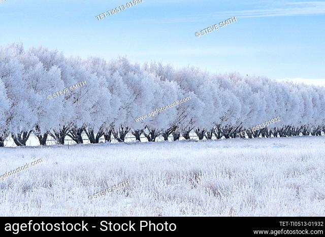 USA, Idaho, Bellevue, Winter landscape with row of frosted trees
