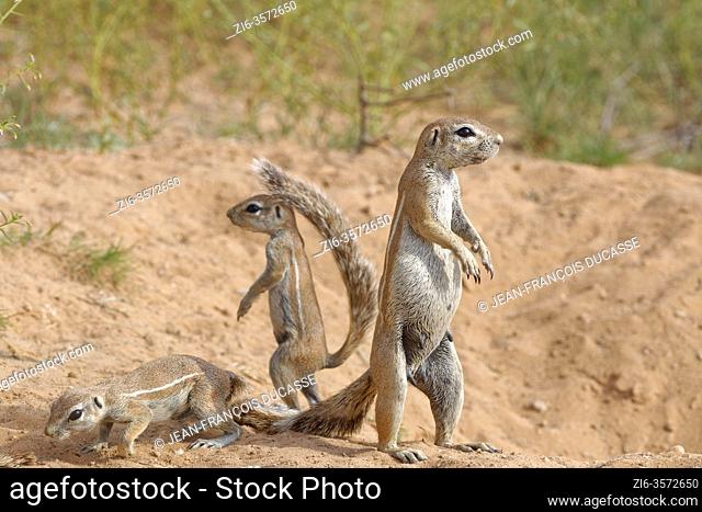 Cape ground squirrels (Xerus inauris), adult female with young, looking out from the burrow entrance, alert, Kgalagadi Transfrontier Park, Northern Cape