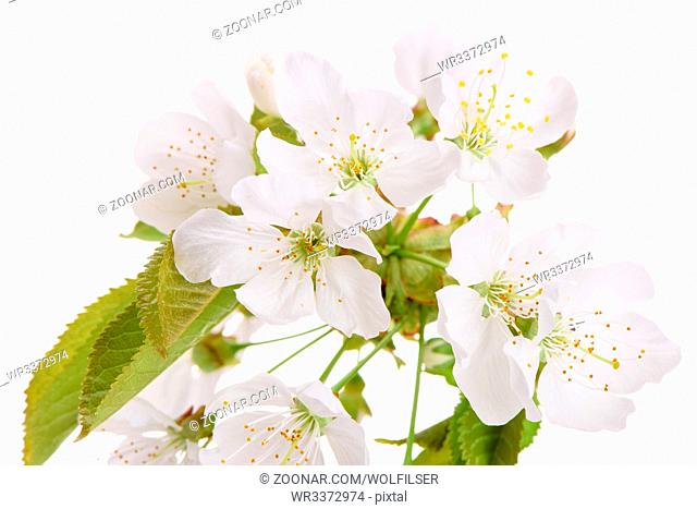 blooming blossoms of cherry tree isolated over white background