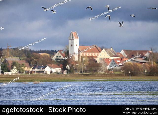 19 November 2023, Baden-Württemberg, Oggelshausen: Seagulls fly over a meadow flooded by the rainfall of the last few days