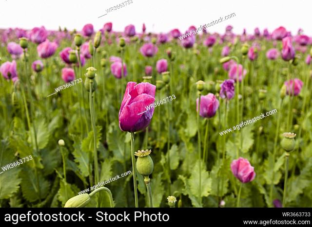 Germany, Hesse, Opium poppy flower