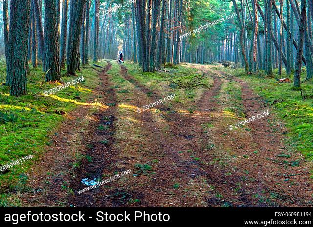Biking through the forest, traveling along the forest trails, the path forks